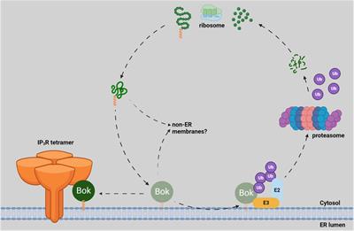 Bok: real killer or bystander with non-apoptotic roles?